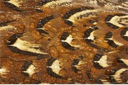 Pheasant feathers (Phasianus colchicus) - close-up detail. Scotland. 2006. 